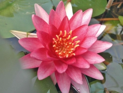 Nymphaea Attraction  rote Seerose